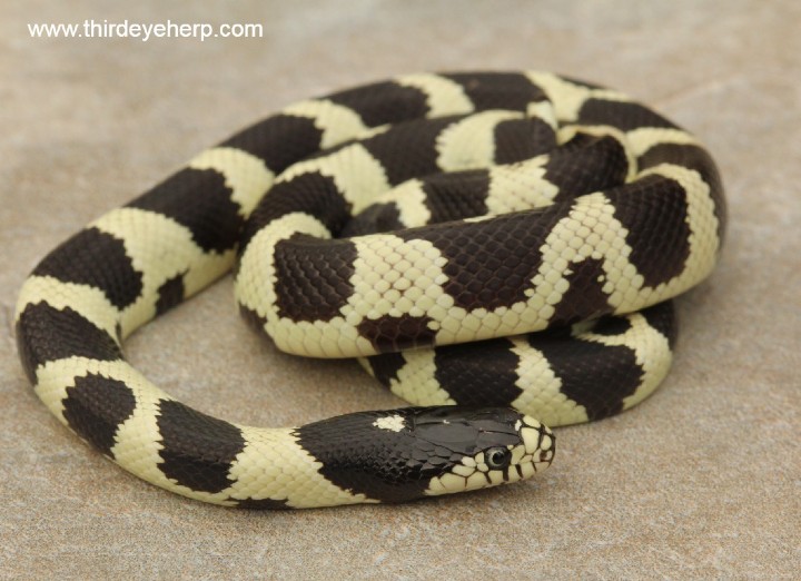 Cerbat Mountains California Kingsnake